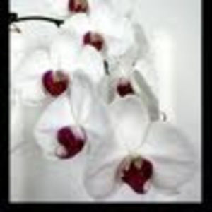 Meet your Posher, Joyce